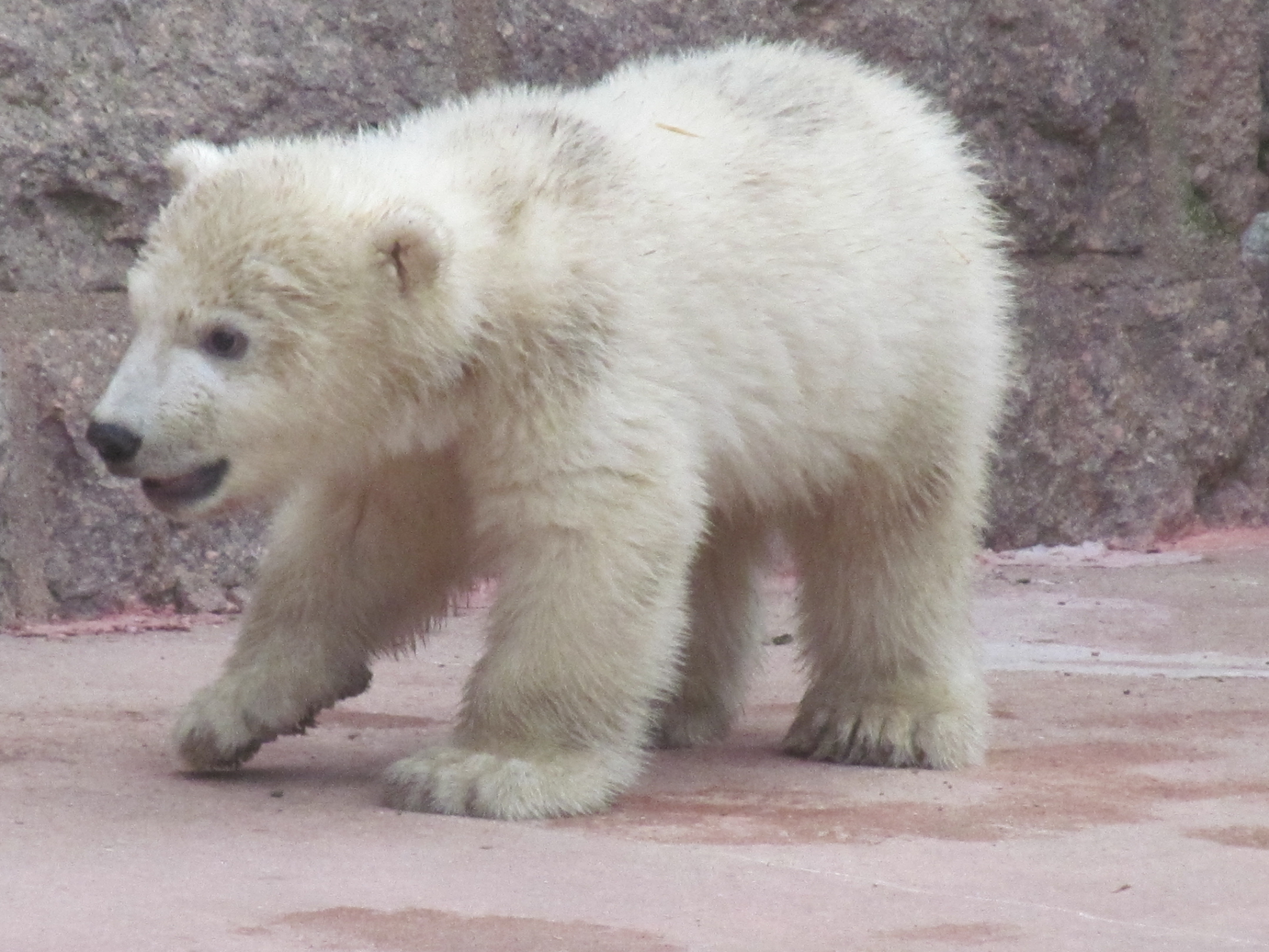 Eisbärenbaby