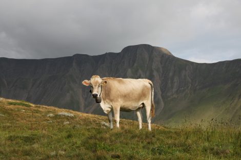 Eine Kuh steht auf einer Alpwiese. Im Hintergrund zeichnen sich die Berge und der Himmel ab.