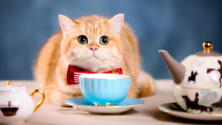 Katze sitz vor Kaffeetasse